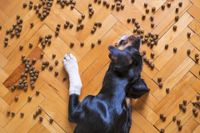 dog-food-5175619_1920